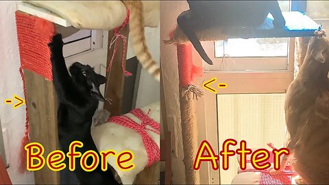 I Used 30 Meters Of Rope To Cover The Cat Tree!