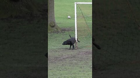 Dog p****s on post while the players have their half time teamtalks | Grassroots Football #shorts