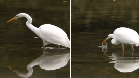 Eastern Great Egret