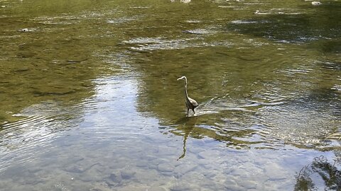 Great Blue Heron fledgling sizing me up