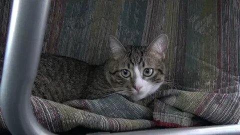 Tabby Cat Hid under the Table