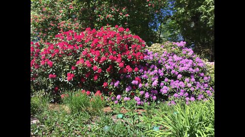 Visby. Kärleksporten och Botaniska trädgården💕🌷🥀🌹🕊❤️