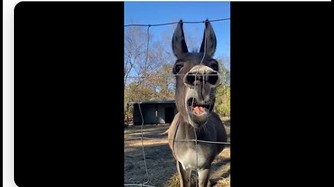 Playful Donkey Has A Good Day