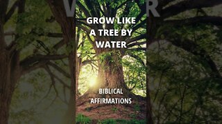 Grow like a tree by water - Biblical Affirmations #shorts