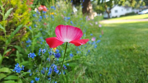 Wildflower Garden Tour Zinnias, Cosmos, Anise Hyssop Seed Collecting