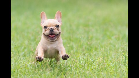 Cute French Bulldog making a little mess