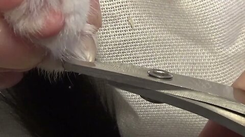 How to Safely Trim a Cat's Nails , Vet Tutorial, Car Claw Scissors Review