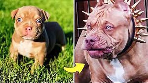 Before & After Animals Growing Up. Incredible Animal Transformations