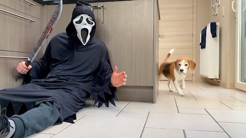 Dogs V/S Ghostface Pranks| Dogs cute reation