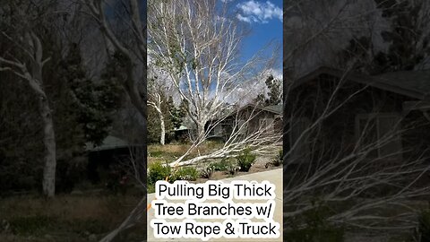 Tree Pruning | Pulling Big Thick Tree Branches w/ Tow Rope & Truck | Does it Fall on our House?