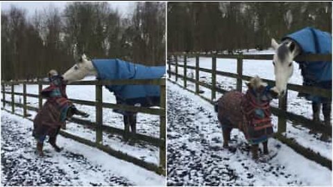 Mini cavalo sem medo de brincar com os meninos grandes