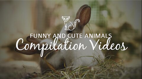 Funny animal video