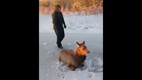 Elk calf trapped on ice gets a second chance at life! ❤️