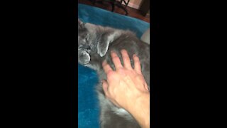 Russian Blue getting his velvet belly rubbed