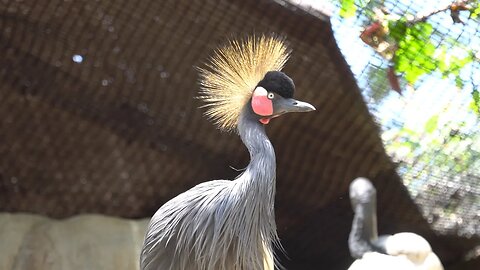 CatTV: Take Your Cat To the LA Zoo - Beautiful Bird Bobbing Head