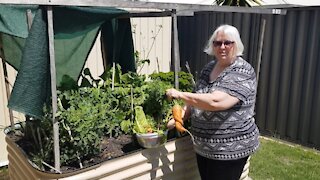 Bronwyn's first harvest in the raised bed