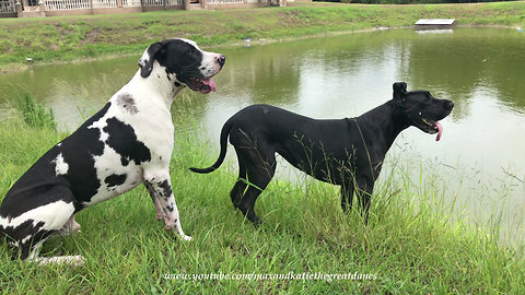 Funny Great Danes Take a Break From Playing to Graze