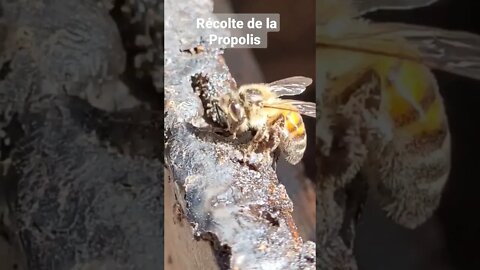 récolte de la Propolis