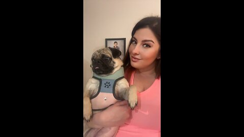 ASMR Sadie With Peanut The Pug