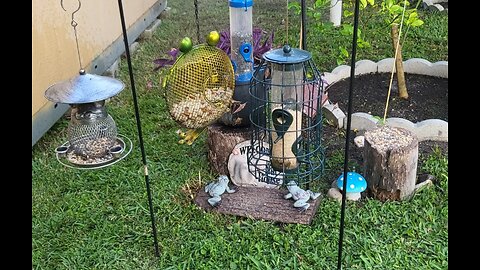 Florida Bird Feeder SWFL Live Camera HD