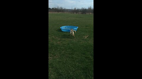 Goofy dog in his pool