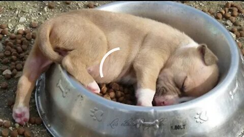 Cute puppy sleeping staright