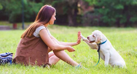 Cute Labrador Puppy Training