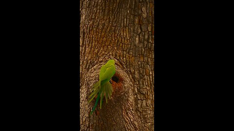 Lovely parrots video