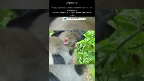 Macaquinho se apega em cabra