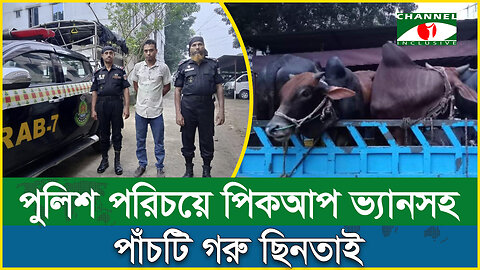 পুলিশ পরিচয়ে গরু ছিনতাই! । Cow Robbery | Qurbani Cow | Eid al-Adha