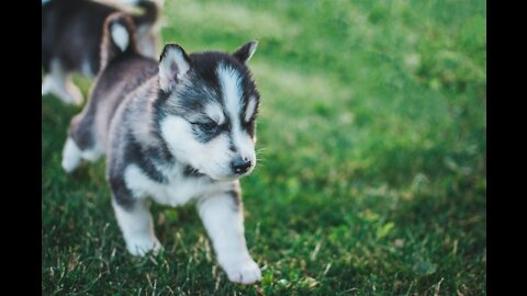 The Funniest and Cutest Husky Compilation | Funny Pet Videos