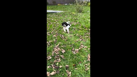 Portuguese Water Dog playing catch me