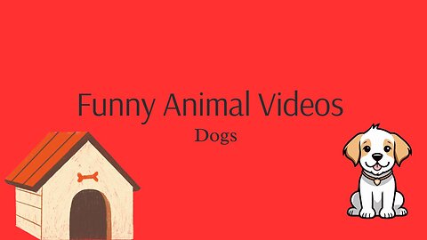 Animal Funny Videos