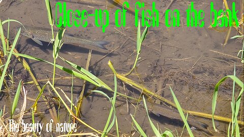 Close-up of fish on the bank / chub in the water #chub #fish #fishing.