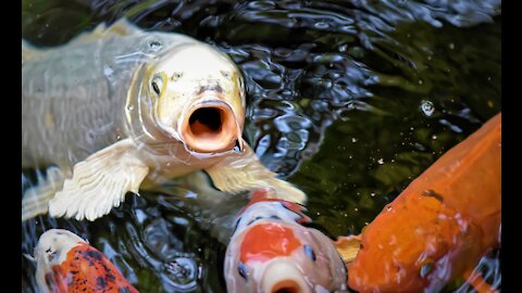 Finding Big Koi fish, Ornamental fish, Gold fish, Freshwater fish Sea fish