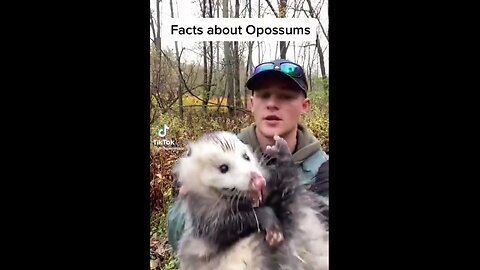 Facts About Opossums