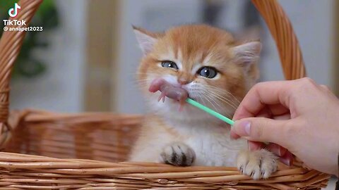 Kitty Cat Eating Baby Mouse For snack!!