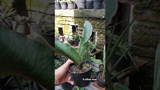 sansevieria