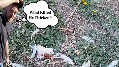 What Killed My Chicken?