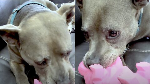 Rescued pit bull with incredible story loves new squeaky toy