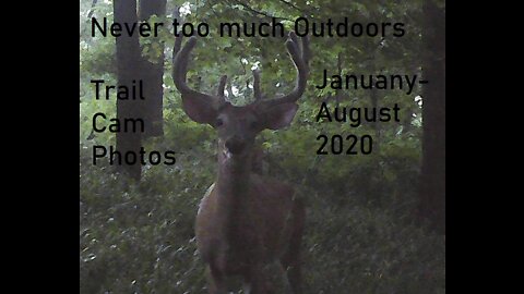 Trail Cam Photos from January-August 2020