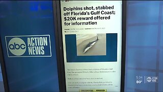 Dolphins shot, stabbed off Florida's Gulf Coast; $20K reward offered for information