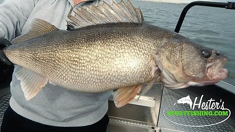 Bonking & Eating TROPHY Sized Walleye???!