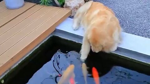 Fish Find A Friend