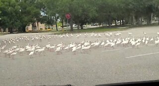 Flock of ibis mourn death of bird, circle fallen companion