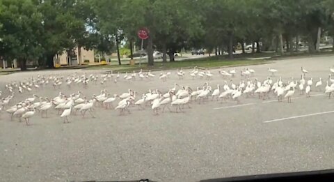 Flock of ibis mourn death of bird, circle fallen companion