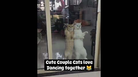 Cute Couple Cats 😹 love dancing together.