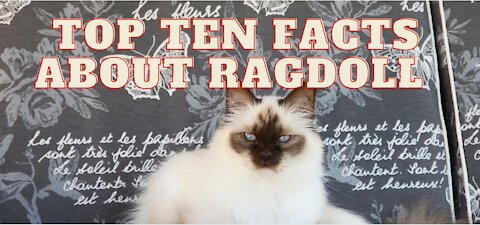 Top ten facts about Ragdoll cat