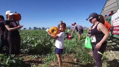 Here's a list of three great pumpkin patches for the whole family to enjoy