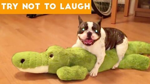 😇 Laugh non-stop with these funny dog 😹 - Funniest Dog Expression Video 😇 - Funny Dog Life